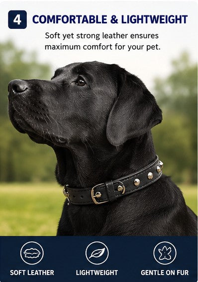 Adjustable Dog Collar